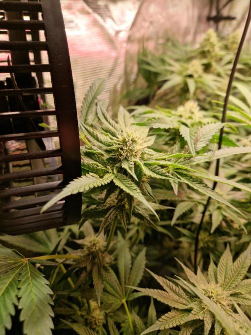Green Gelato/Gelato Cookies/Isla Mirage. Week 10 - Gelato Cookies