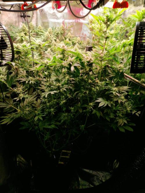 Green Gelato/Gelato Cookies/Isla Mirage. Week 10
