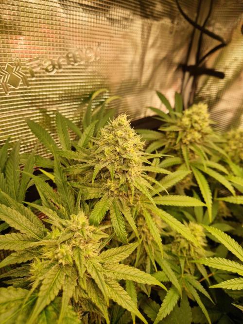 Green Gelato/Gelato Cookies/Isla Mirage. Week 11 - Green Gelato