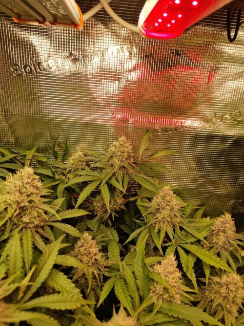 Green Gelato/Gelato Cookies/Isla Mirage. Week 11 - Green Gelato