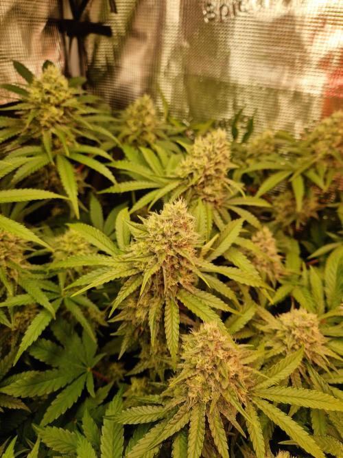 Green Gelato/Gelato Cookies/Isla Mirage. Week 11 - Green Gelato