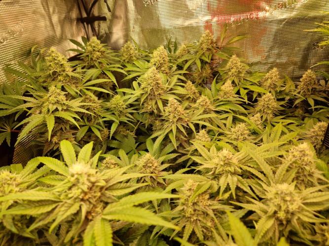 Green Gelato/Gelato Cookies/Isla Mirage. Week 11 - Green Gelato