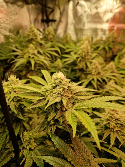 Green Gelato/Gelato Cookies/Isla Mirage. Week 11 - Gelato Cookies