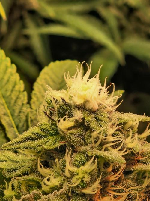 Green Gelato/Gelato Cookies/Isla Mirage. Week 11 - Gelato Cookies