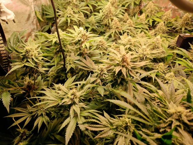 Green Gelato/Gelato Cookies/Isla Mirage. Week 11 - Gelato Cookies