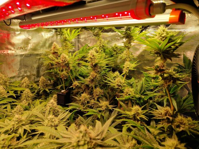 Green Gelato/Gelato Cookies/Isla Mirage. Week 11 - Isla Mirage 