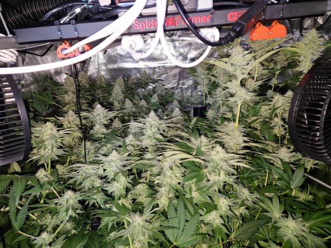 Green Gelato/Gelato Cookies/Isla Mirage. Week 11
