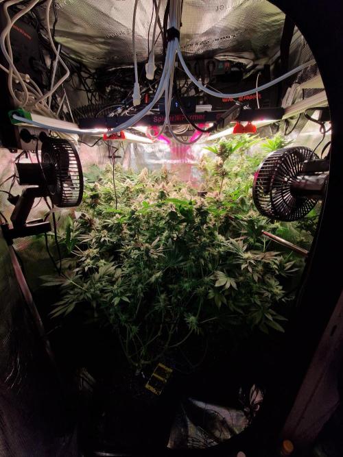 Green Gelato/Gelato Cookies/Isla Mirage. Week 11