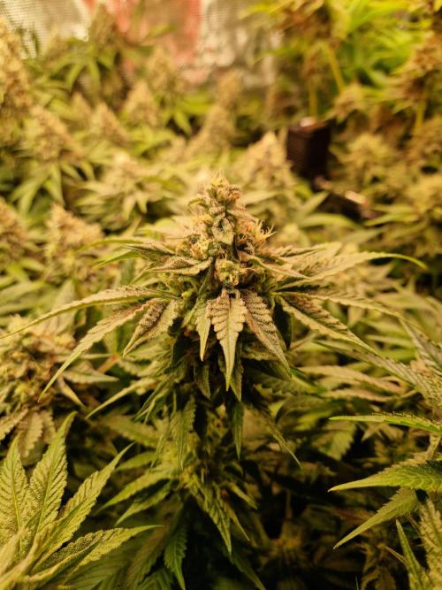 Green Gelato/Gelato Cookies/Isla Mirage. Week 12