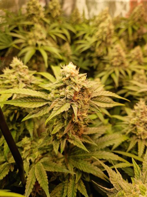 Green Gelato/Gelato Cookies/Isla Mirage. Week 12 - Gelato Cookies