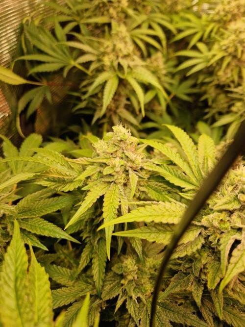 Green Gelato/Gelato Cookies/Isla Mirage. Week 12 - Gelato Cookies