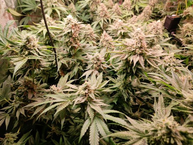 Green Gelato/Gelato Cookies/Isla Mirage. Week 12 - Gelato Cookies