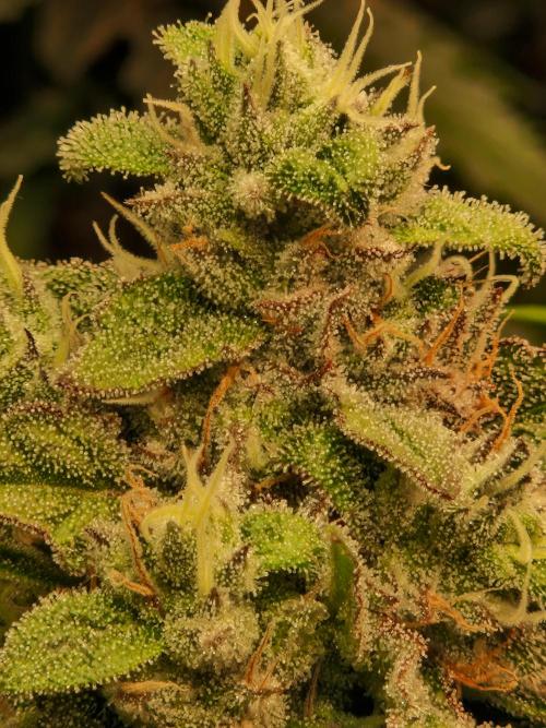 Green Gelato/Gelato Cookies/Isla Mirage. Week 12 - Gelato Cookies