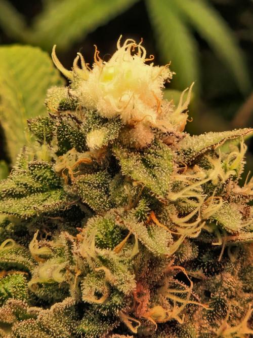 Green Gelato/Gelato Cookies/Isla Mirage. Week 12 - Gelato Cookies