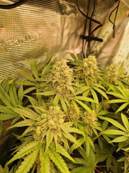Green Gelato/Gelato Cookies/Isla Mirage. Week 12 - Green Gelato