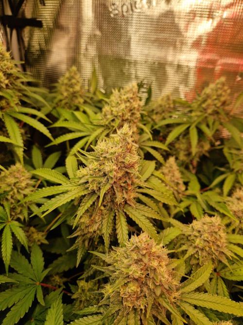 Green Gelato/Gelato Cookies/Isla Mirage. Week 12 - Green Gelato