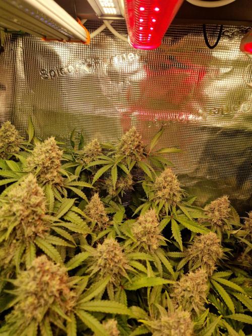 Green Gelato/Gelato Cookies/Isla Mirage. Week 12 - Green Gelato