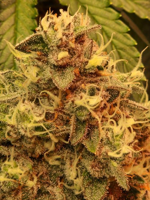 Green Gelato/Gelato Cookies/Isla Mirage. Week 12 - Green Gelato
