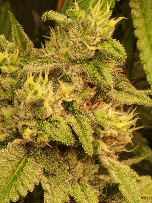 Green Gelato/Gelato Cookies/Isla Mirage. Week 12 - Green Gelato