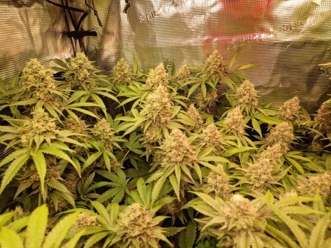 Green Gelato/Gelato Cookies/Isla Mirage. Week 12 - Green Gelato