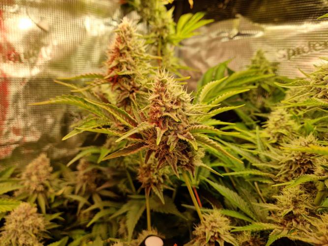 Green Gelato/Gelato Cookies/Isla Mirage. Week 12 - Isla Mirage
