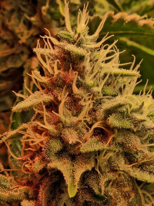 Green Gelato/Gelato Cookies/Isla Mirage. Week 12 - Isla Mirage