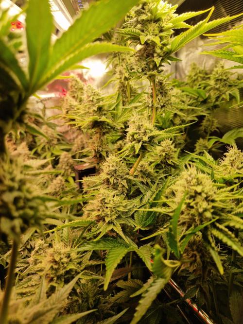 Green Gelato/Gelato Cookies/Isla Mirage. Week 12 - Isla Mirage