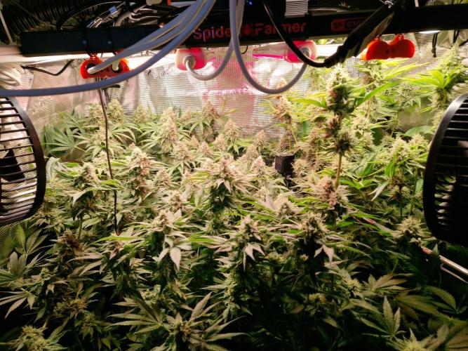 Green Gelato/Gelato Cookies/Isla Mirage. Week 12