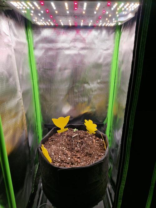 Super Glue Auto. Week 0