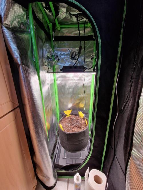Super Glue Auto. Week 0