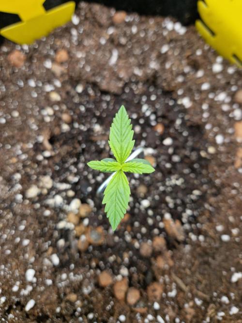 Super Glue Auto. Week 1