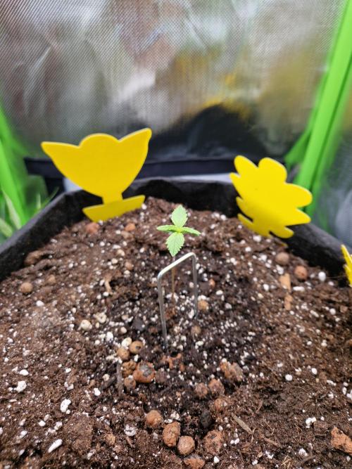 Super Glue Auto. Week 1