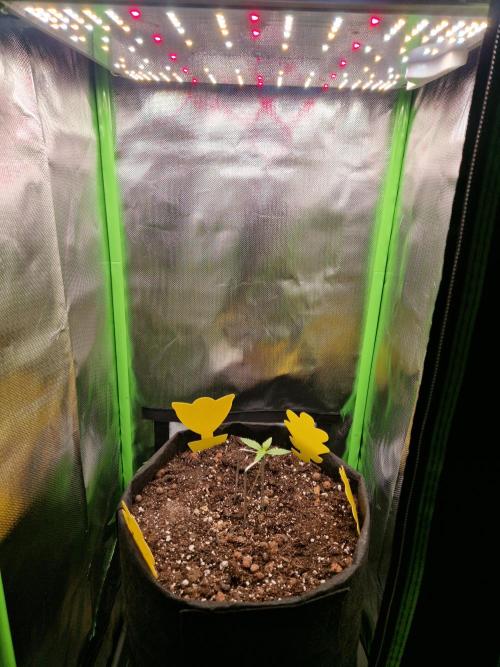 Super Glue Auto. Week 1