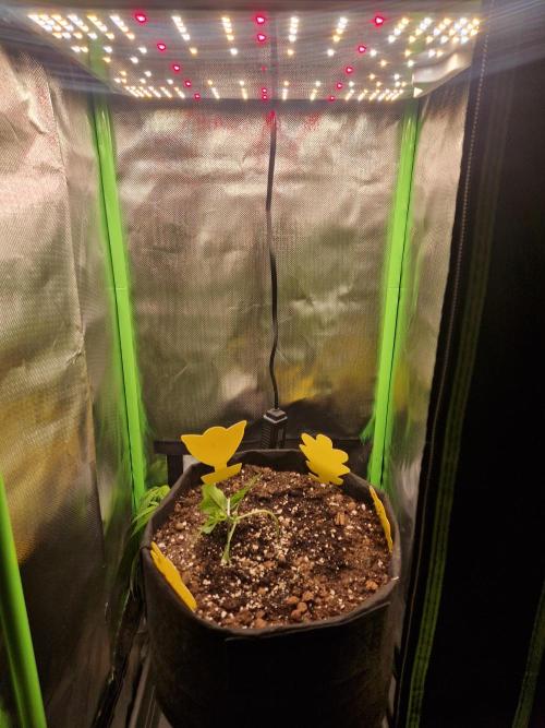 Super Glue Auto. Week 2