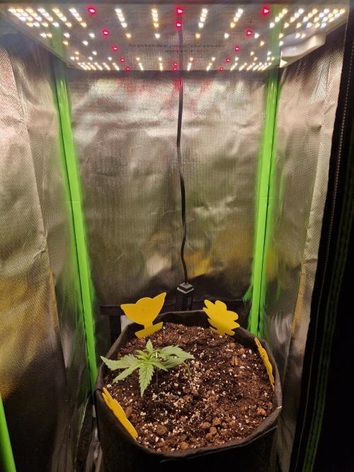 Super Glue Auto. Week 2