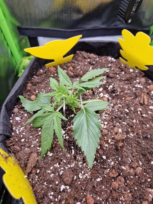 Super Glue Auto. Week 2