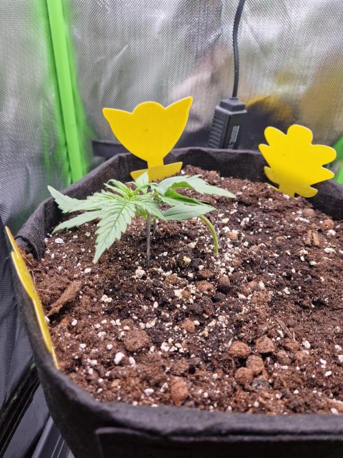 Super Glue Auto. Week 2