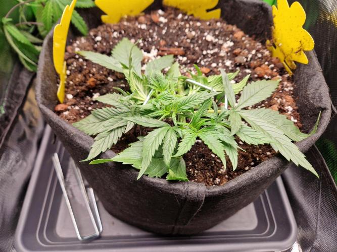 Super Glue Auto. Week 3