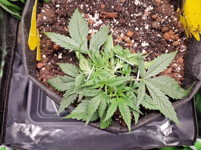 Super Glue Auto. Week 3