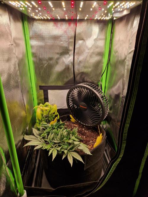 Super Glue Auto. Week 4