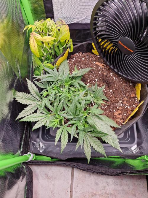 Super Glue Auto. Week 4