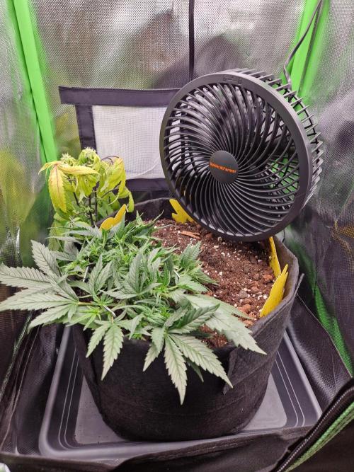 Super Glue Auto. Week 4