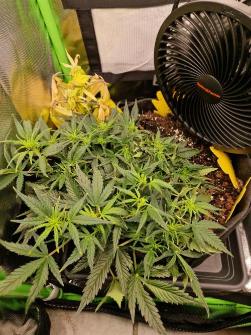 Super Glue Auto. Week 5