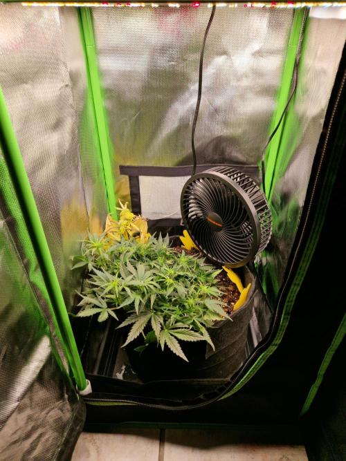 Super Glue Auto. Week 5
