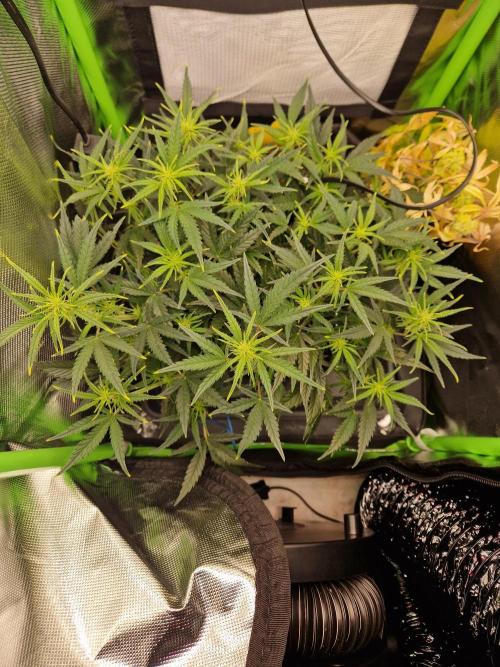 Super Glue Auto. Week 6