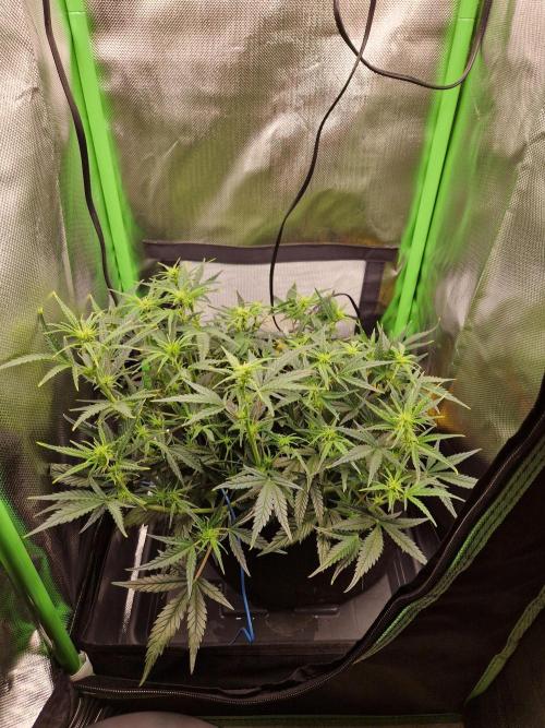 Super Glue Auto. Week 6