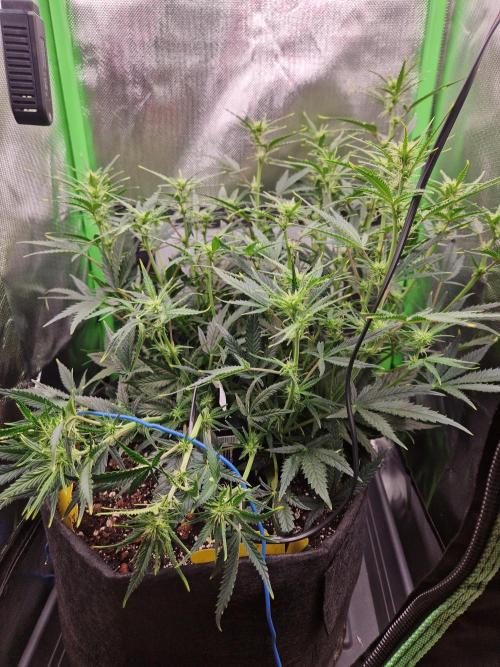 Super Glue Auto. Week 6