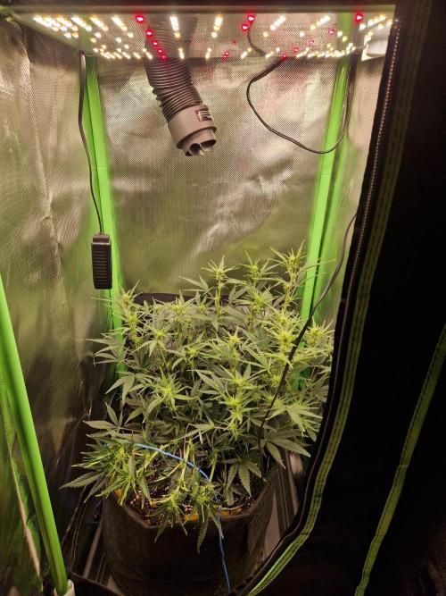 Super Glue Auto. Week 6