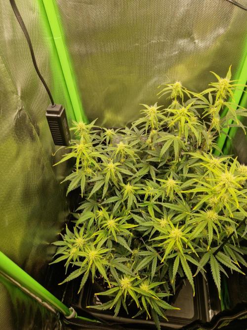 Super Glue Auto. Week 7