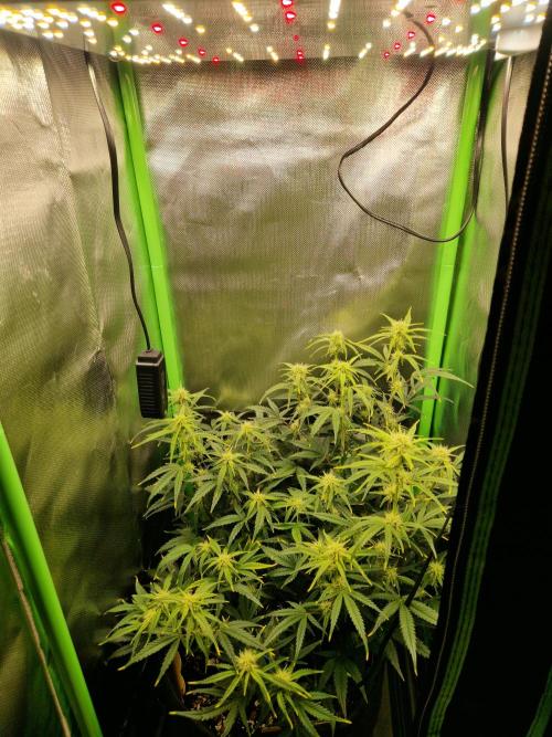 Super Glue Auto. Week 7